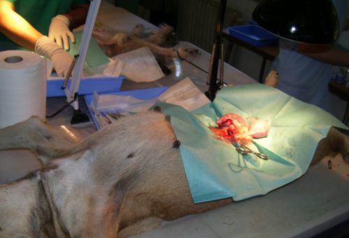 Sterilizare GRATUITĂ pentru câinii și pisicile din Topoloveni