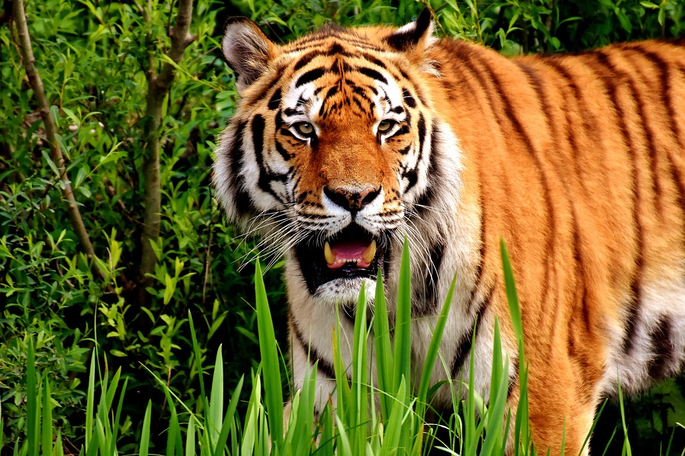 tiger 2325059 960 720 animal zoo
