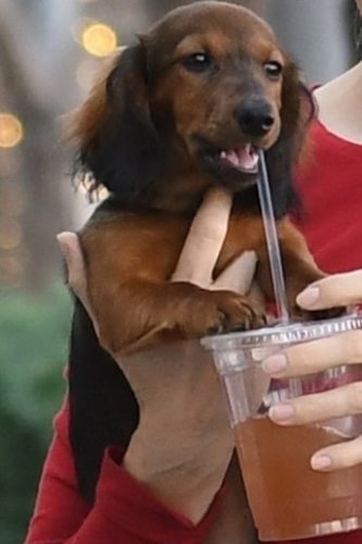 Beverly Hills, CA - *EXCLUSIVE* Kelly Rutherford is spotted leaving a salon with her adorable dog, Cappuccina. Cappuccina licks the outside of her iced beverage. Kelly eyes the pupper trying to get a swig and has a laugh. The "Gossip Girl" star looks great in a red dress and heels for some time out with her pup. Pictured: Kelly Rutherford BACKGRID USA 26 SEPTEMBER 2017 USA: +1 310 798 9111 / usasales@backgrid.com UK: +44 208 344 2007 / uksales@backgrid.com *UK Clients - Pictures Containing Children Please Pixelate Face Prior To Publication*