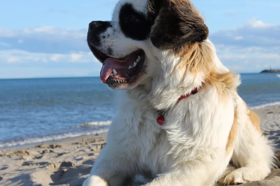 Saint Bernard