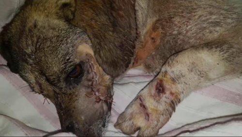 A fost măcelarit la propriu cu un topor. Povestea câinelui mutilat i-a uimit pe români. Cum arată acum animalul