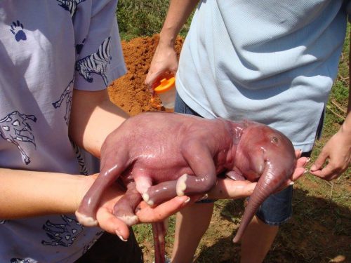 Imagini înduioșătoare cu animale nou născute. Vor topi orice inimă