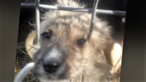 HaIdeți să le gasim o casă! ”Poate cineva să-i adopte? VIDEO