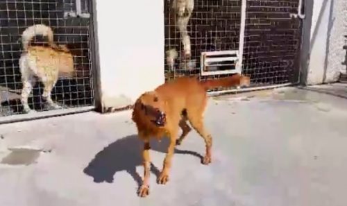 După 9 ani de stat în ADĂPOST, a fost adoptat! Uite cum reacționează când află că pleacă “acasă”! VIDEO