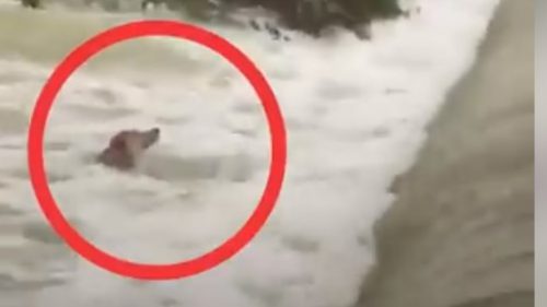 IMAGINEA ZILEI! Operaţiune dificilă de salvare a unui câine, din apele repezi ale unui râu