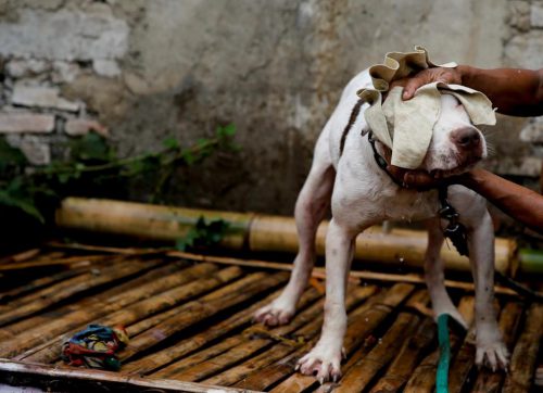 ANIMALE UCISE pentru plăceri bolnave şi munţi de bani! / IMAGINILE VĂ POT AFECTA EMOŢIONAL