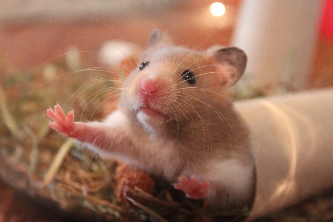 Hamsterii sunt rezistenți la efectele alcoolului