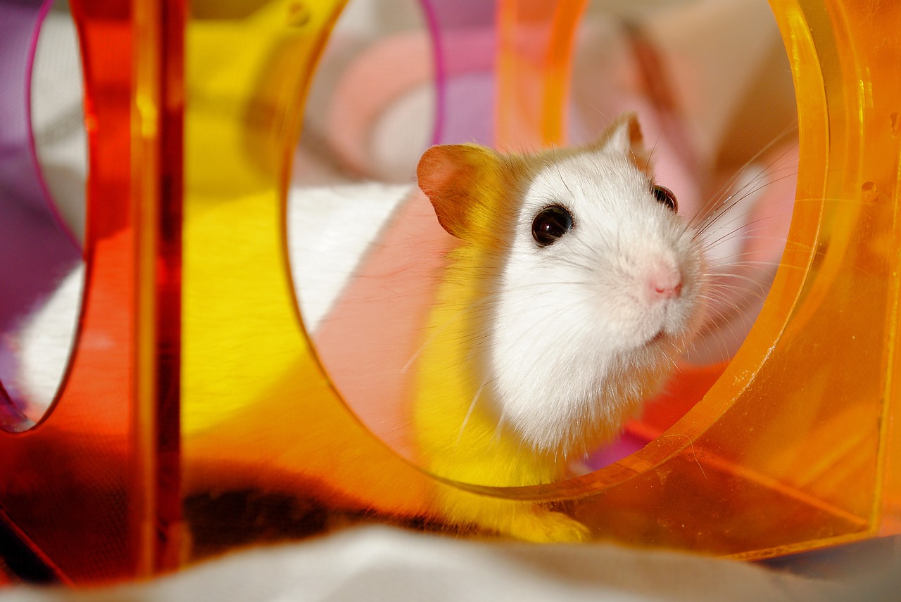 8 sfaturi pentru îngrijirea hamsterului tău: Un hamster