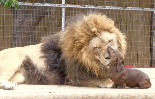 Legătura EMOŢIONANTĂ dintre un LEU şi un CÂINE! Povestea lor este COPLEȘITOARE