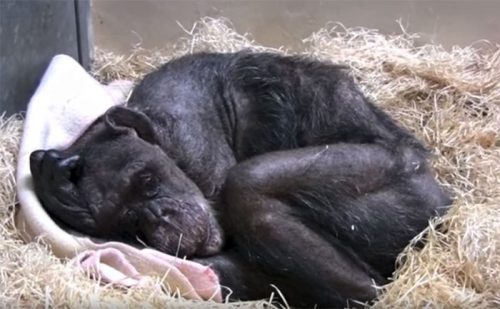 IMAGINI EMOȚIONANTE cu ULTIMELE CLIPE din viața unui cimpanzeu