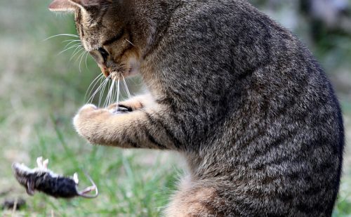 An European shorthair cat plays with its booty in a graden in Berlin, Germany, on April 18, 2012. Due to their ability to hunt mouses and other vermin, cats have been domesticated by humans at least 9,500 years ago. AFP PHOTO / WOLFGANG KUMM GERMANY OUT (Photo credit should read WOLFGANG KUMM/AFP/Getty Images)