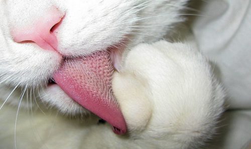 Pisica NU folosește limba doar pentru igienă, ea mai are un ROL foarte important