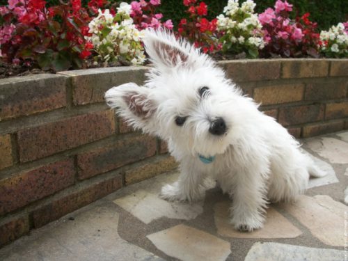 Westie, jucaria cu suflet!” Pur și simplu nu-mi pot lua ochii de la el, e adorabil!”