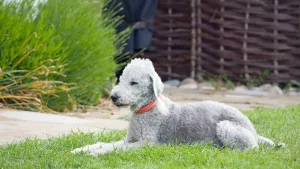 Ce fel de rasă este Bedlington Terrier?