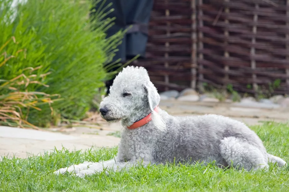 Ce fel de rasă este Bedlington Terrier?