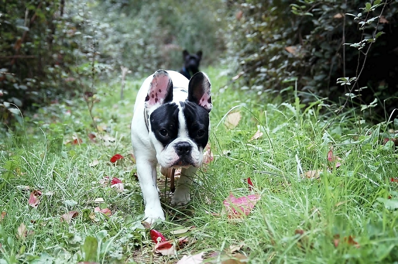 Bulldog francez în natură