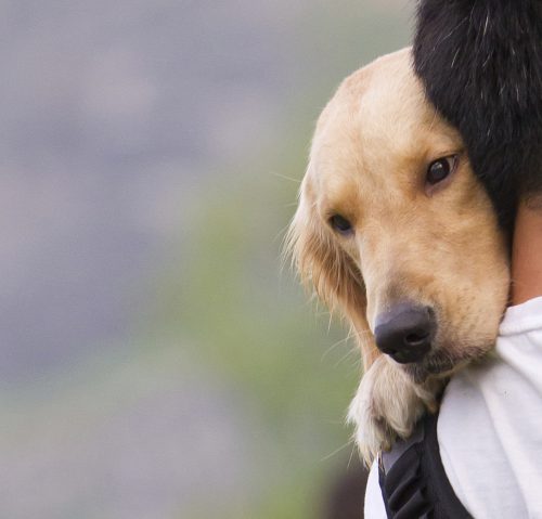 Dog on a man shoulder