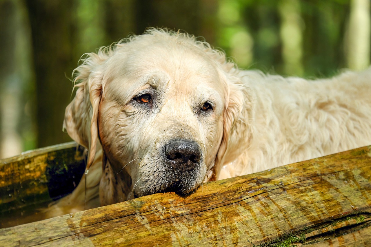 Golden Retriever cu blana umedă; sursă foto E-vet.ro