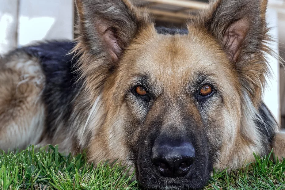6 lucruri importante despre îngrijirea câinilor lupi