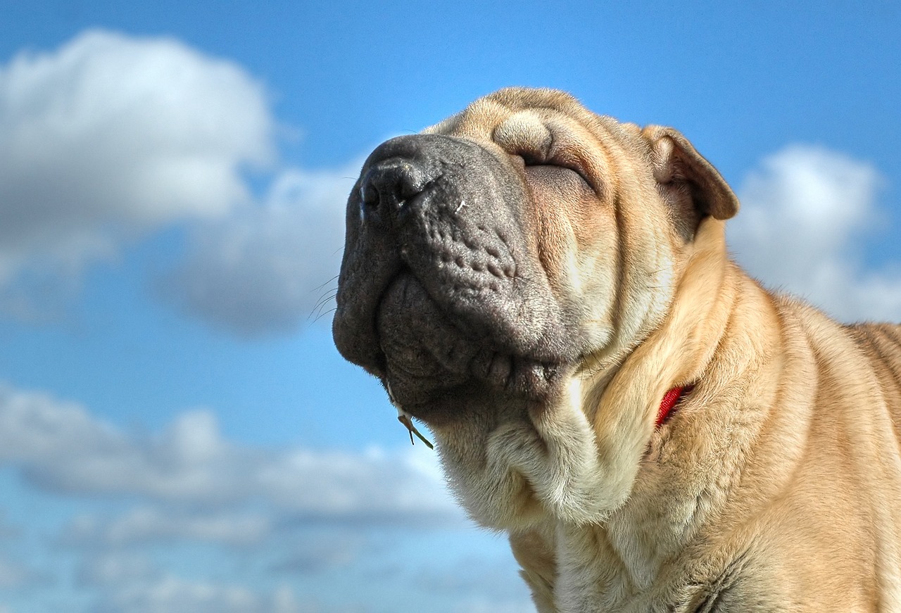 Rase de câini ridate: Shar pei