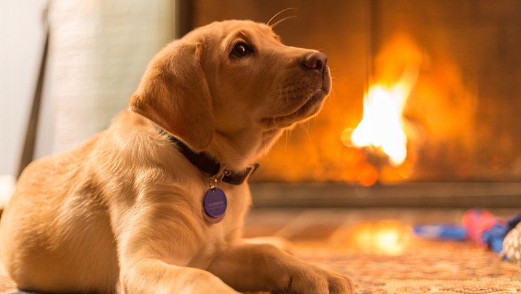 Câine - Incendii