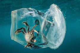Vie'uitoare marine - plastic