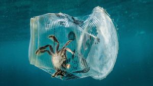 Vie'uitoare marine - plastic