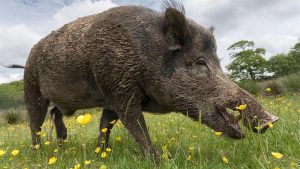 Porc mistreț