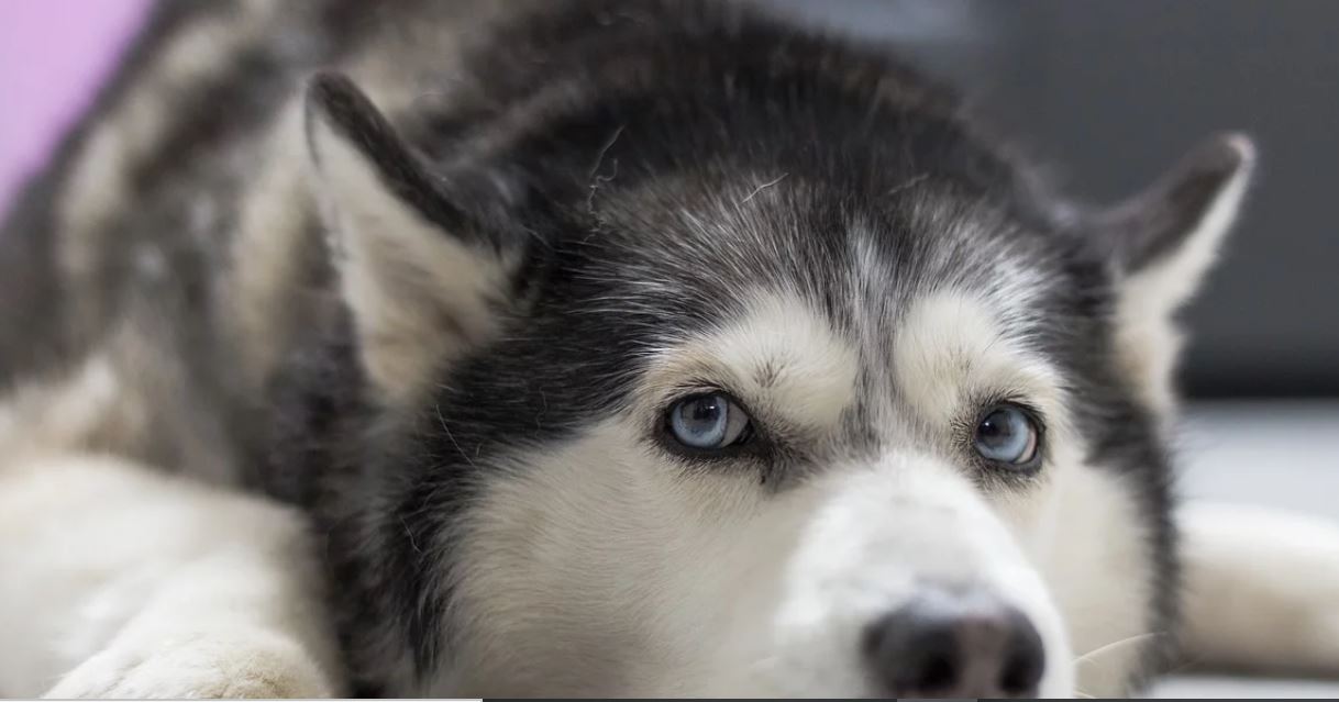 Un Husky