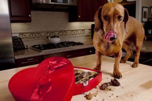 De ce nu are voie câinele tău să mănânce ciocolată?