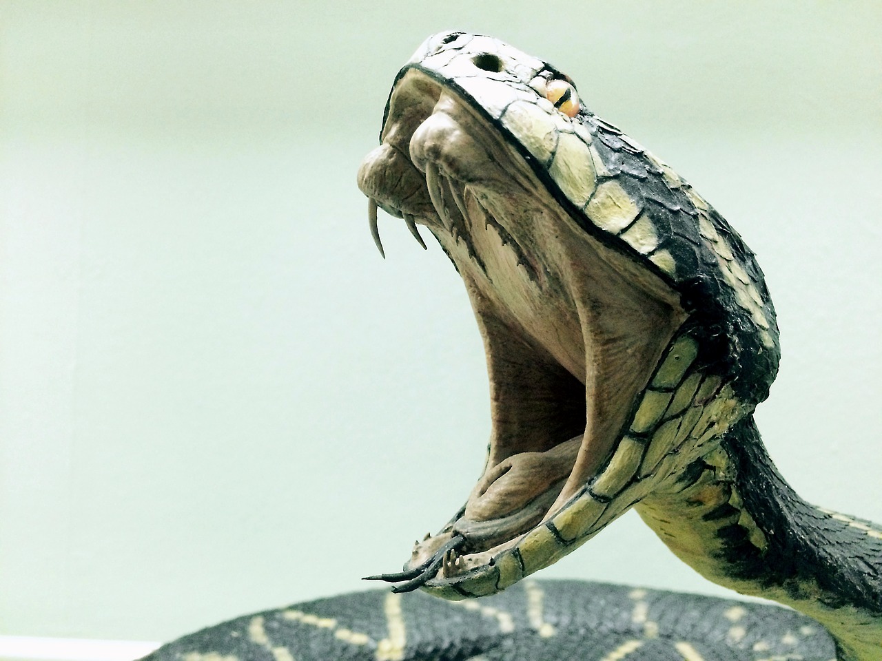 Ce este șarpele zburător: Un șarpe