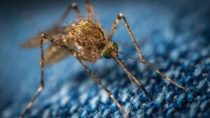 Top 8 lucruri despre țânțari