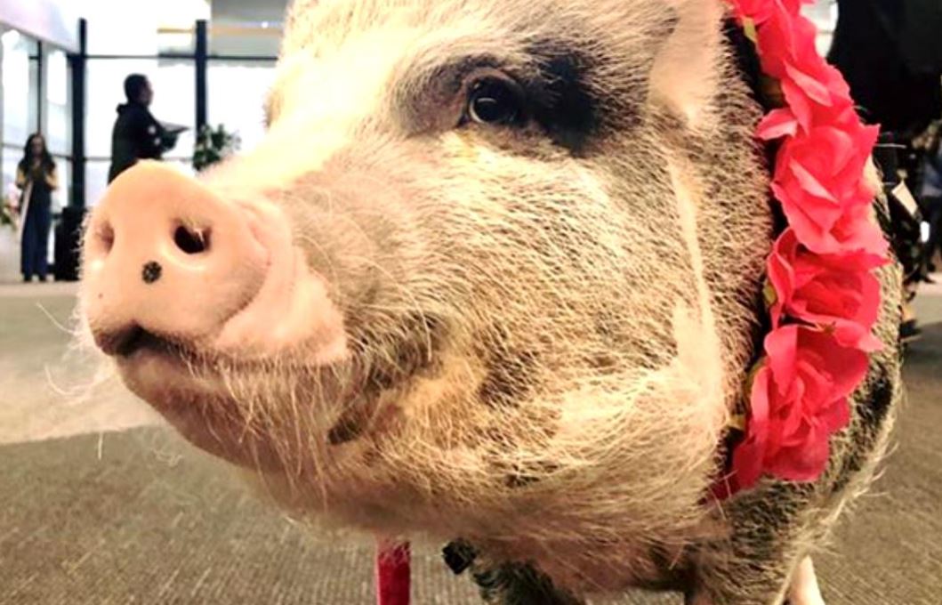 Porcul minune: Un porc simpatic