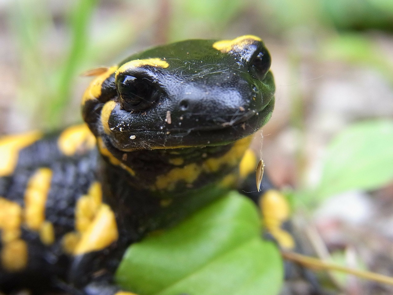 artistă în camuflaj; salamandra