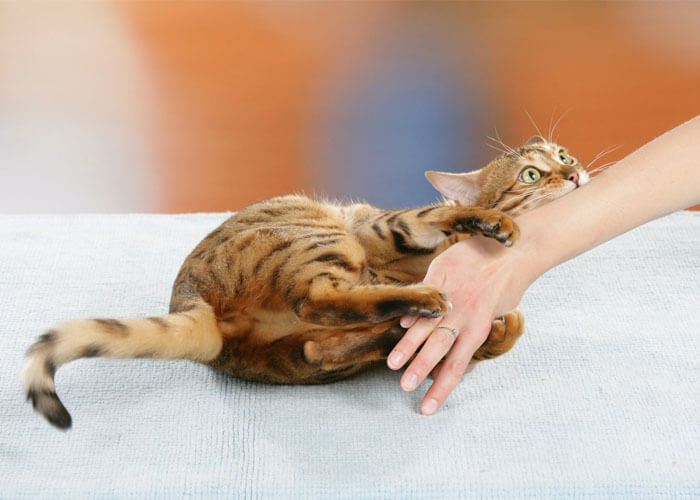 de ce slabesc pisicile corpul de uzură subțire