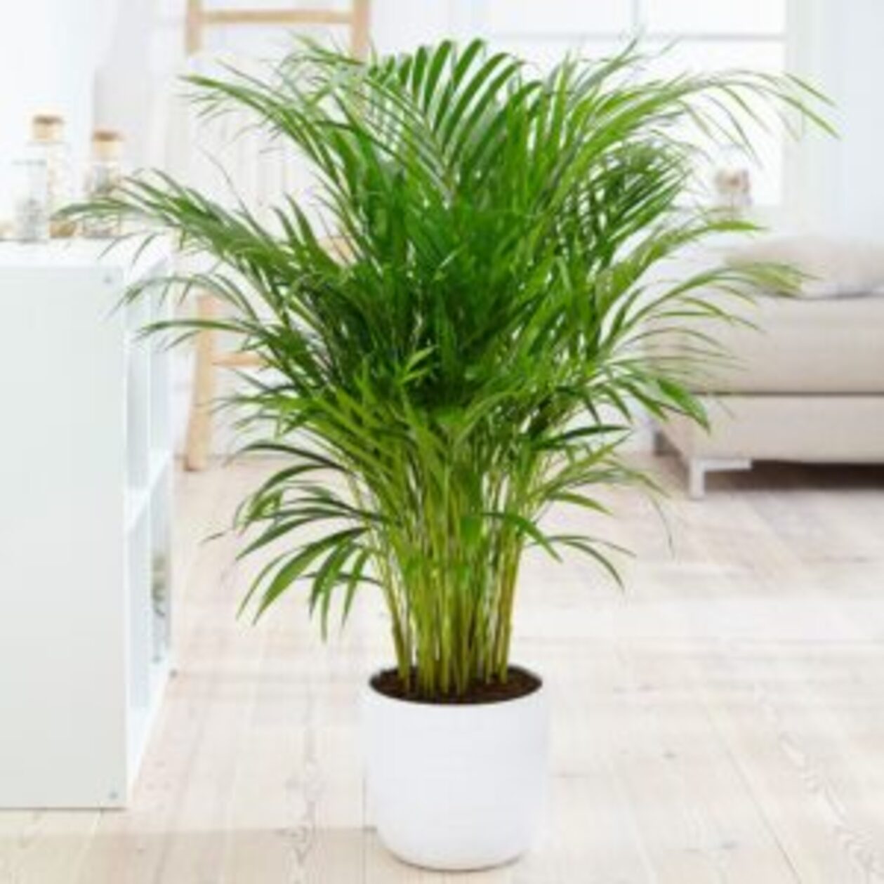 Palmier Areca