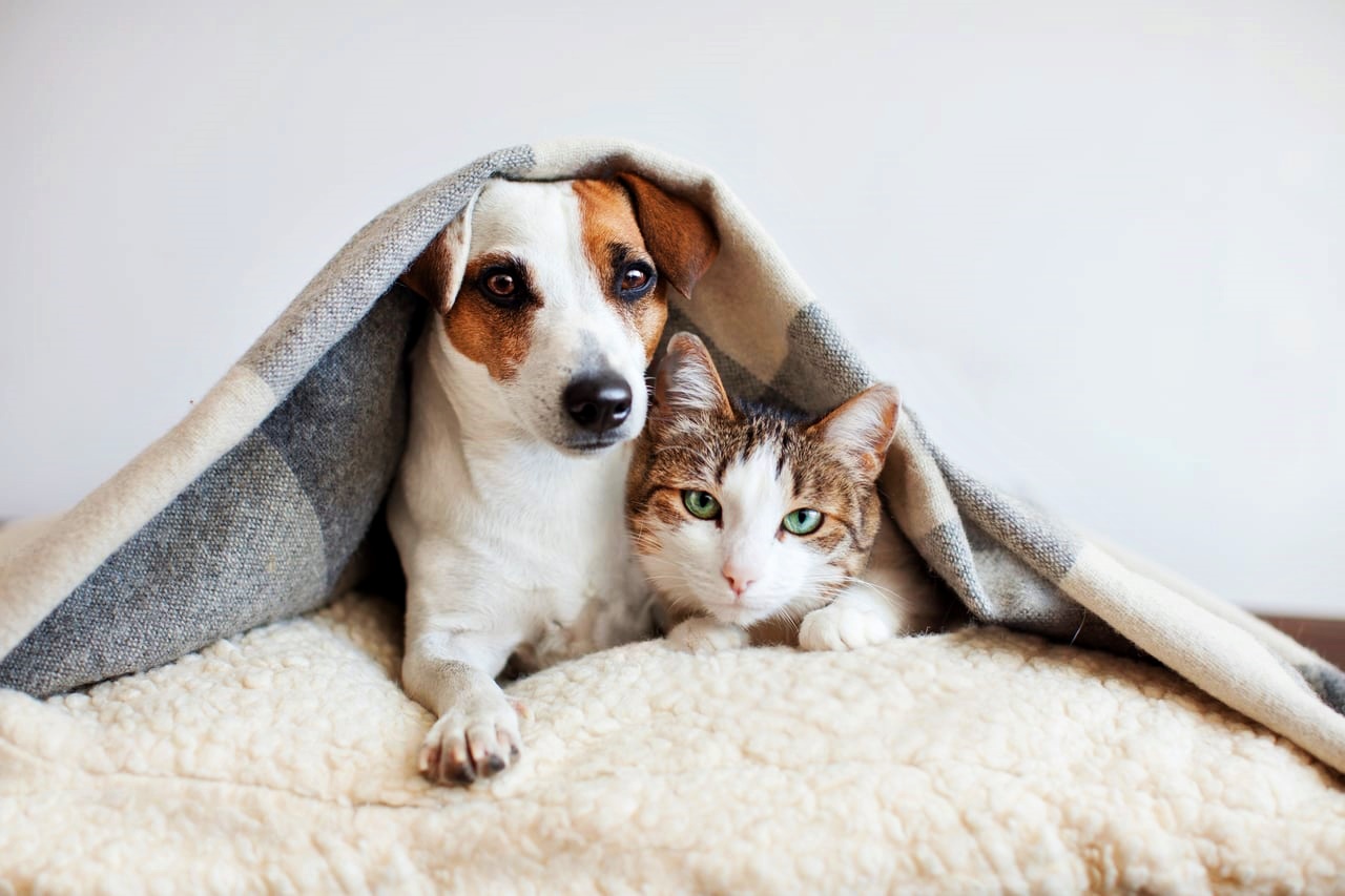 Câini și pisici; decodificarea comportamenului