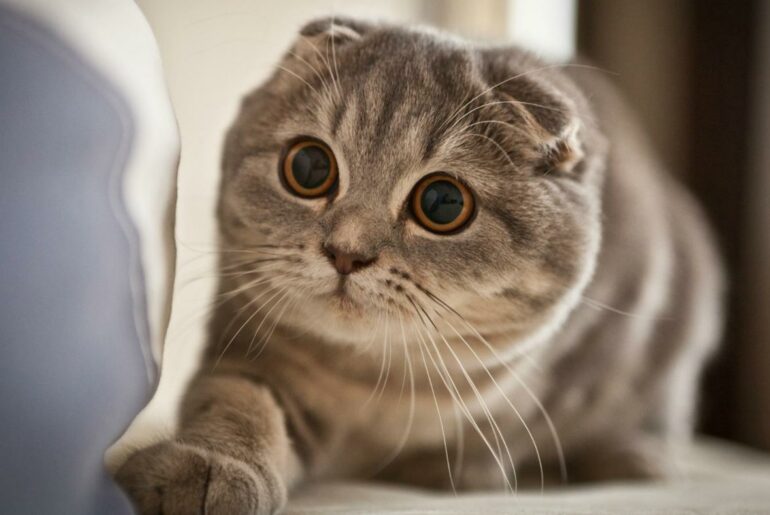 care-sunt-cele-mai-mari-rase-de-pisici-din-lume-topul-felinelor
