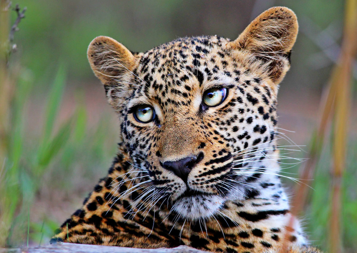 O Via Dedicat Studierii Leoparzilor Detalii Fascinante Din 