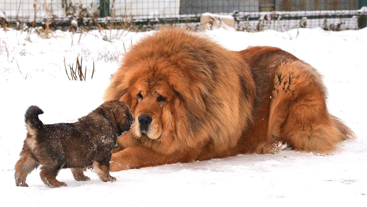 Mastiff tibetan