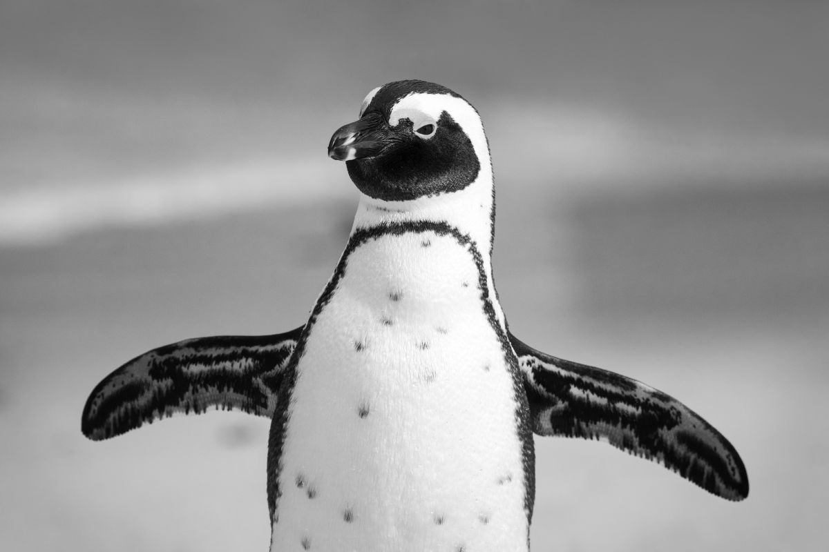 Cel mai mare pinguin: Un pinguin supărat