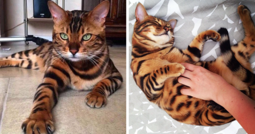 Bengal