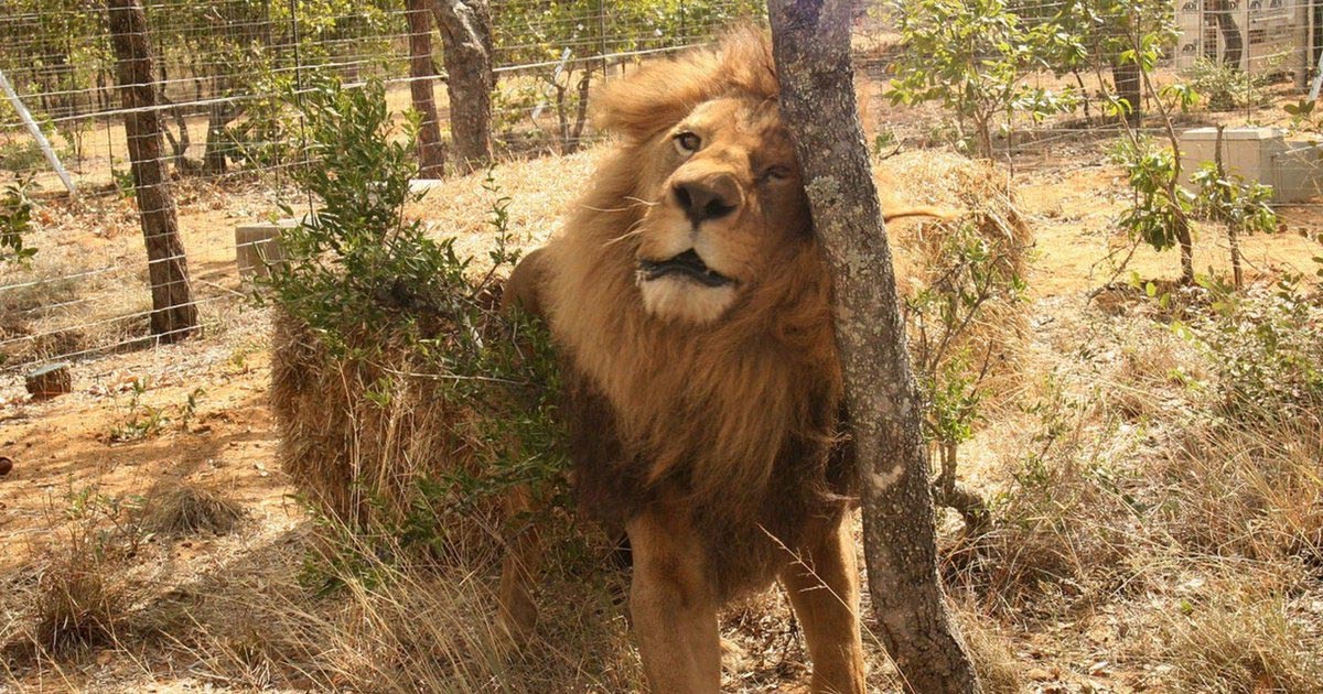 De ce atât de mulți pui: Un leu
