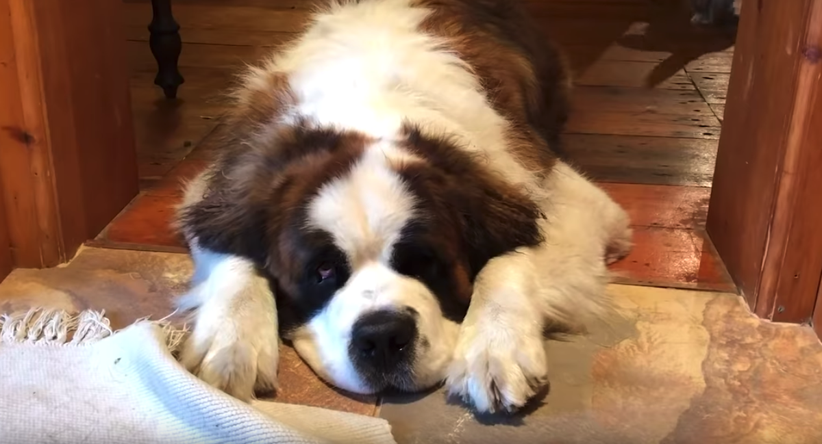 Un St.Bernard