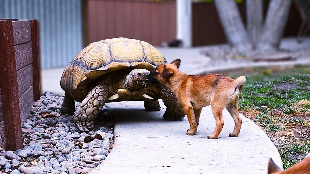 câine