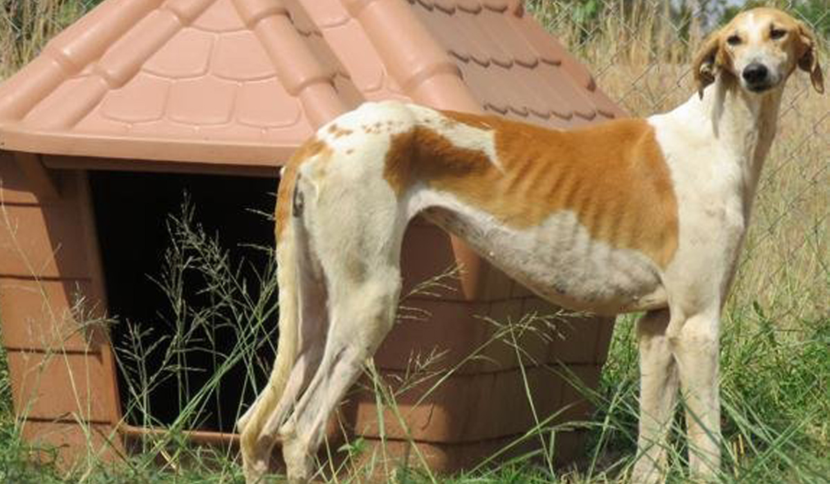 Un câine