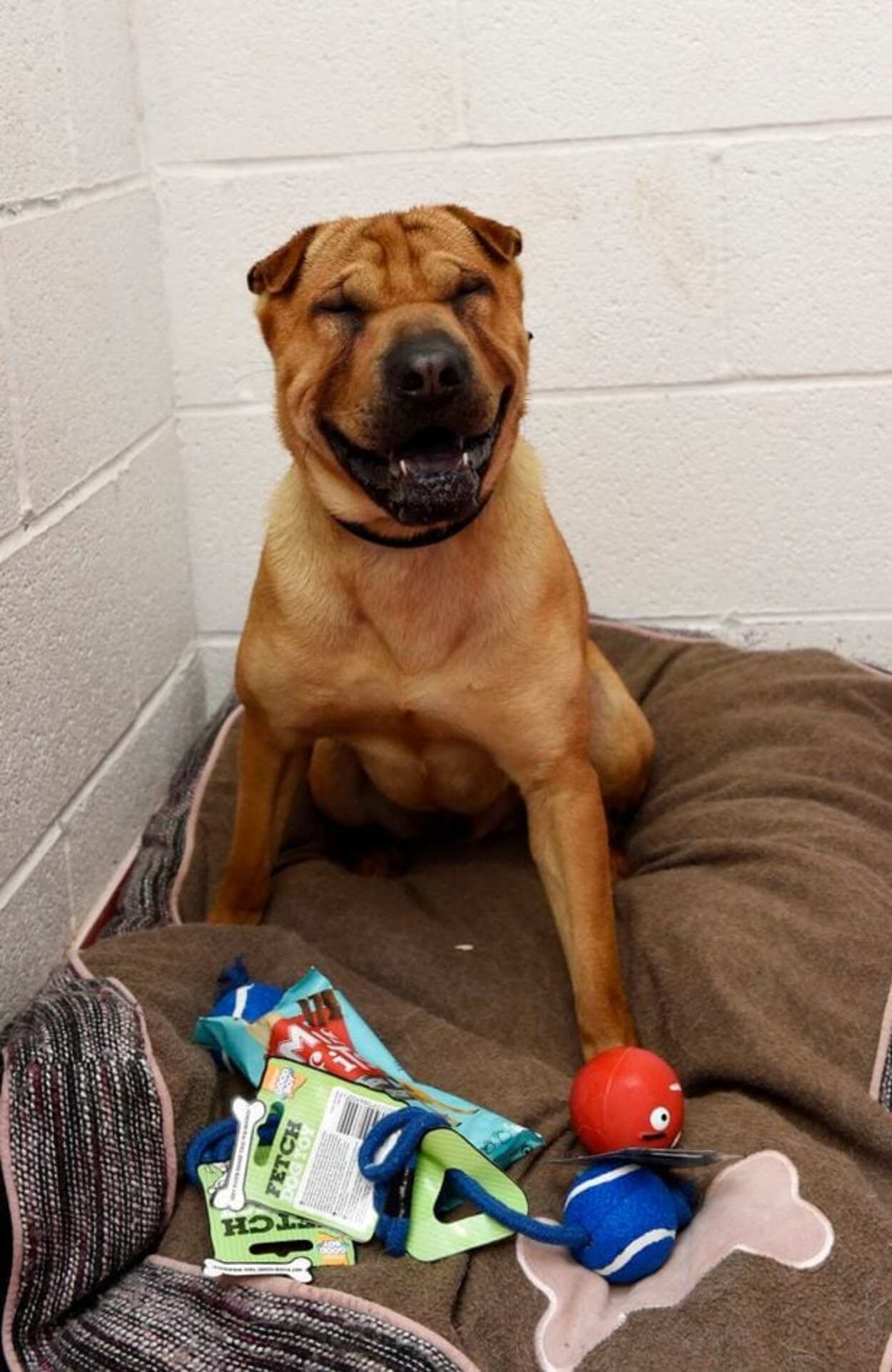 Shar Pei