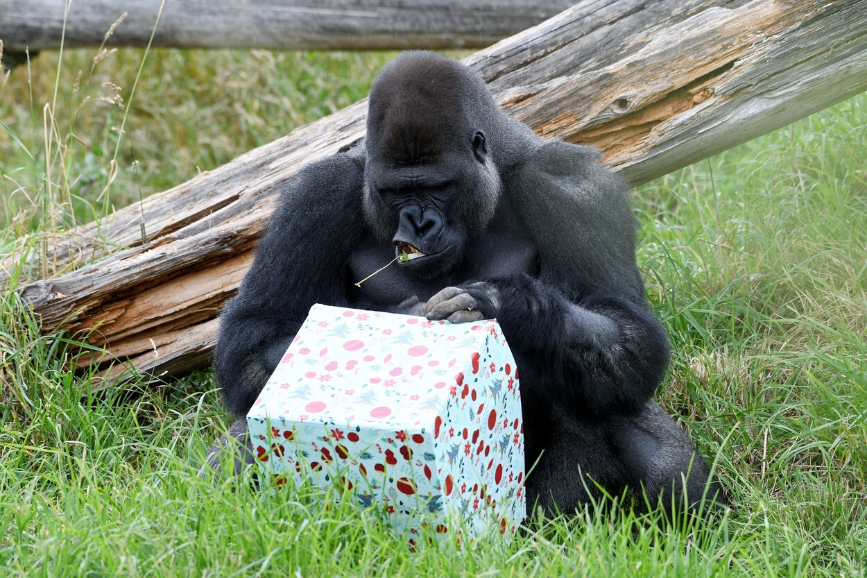 cadoul primit de o gorilă de Crăciun
