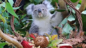 Decizie importantă pentru protejarea urșilor Koala