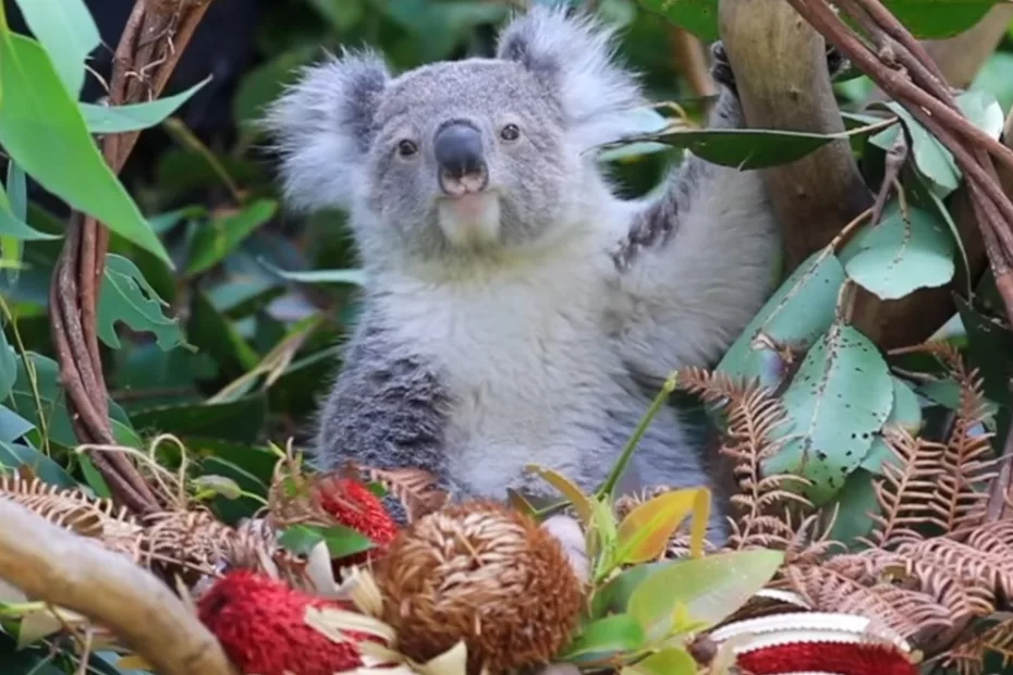 Decizie importantă pentru protejarea urșilor Koala